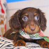 Excalibur - Dachshund 02