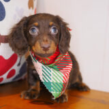 Excalibur - Dachshund 03