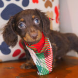 Excalibur - Dachshund 04