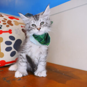 Felix - Maine Coon Polydactyl 01
