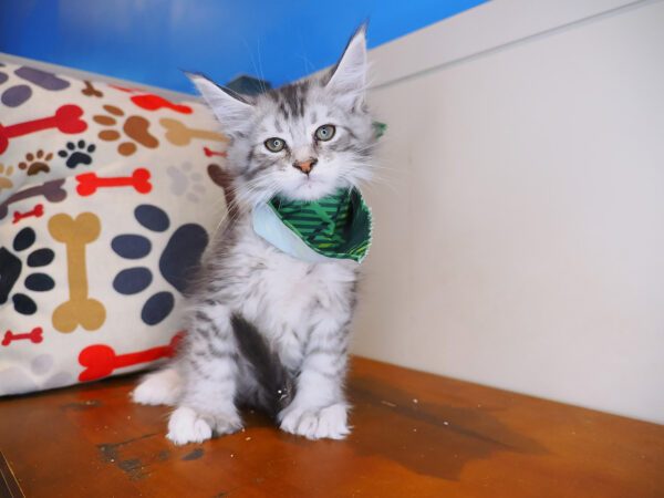 Felix - Maine Coon Polydactyl 01