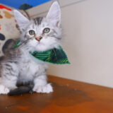 Felix - Maine Coon Polydactyl 02