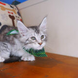 Felix - Maine Coon Polydactyl 03