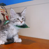 Felix - Maine Coon Polydactyl 04