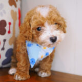 Fernie Maltipoo 01