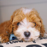 Fernie Maltipoo 02