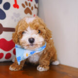 Fernie Maltipoo 03