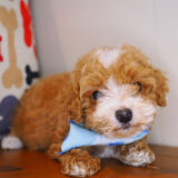 Fernie Maltipoo 04