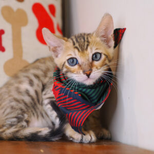 Figaro Bengal 01