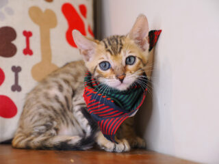 Figaro Bengal 01