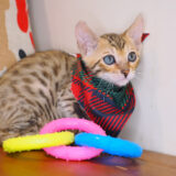 Figaro Bengal 02