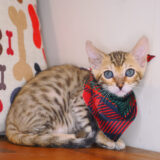 Figaro Bengal 03