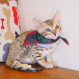 Figaro Bengal 04