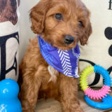 Franz Miniature Goldendoodle 02