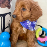 Franz Miniature Goldendoodle 03