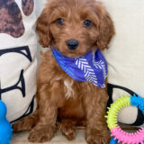 Franz Miniature Goldendoodle 04