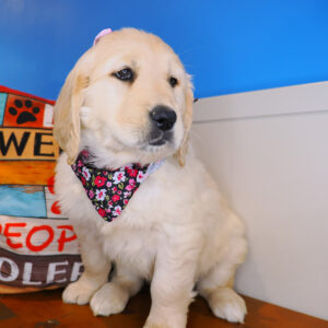 Gabriela Golden Retriever 01