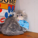 Giorgia Exotic Short Hair 01