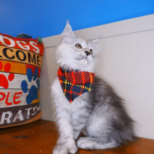 Goji Maine Coon 01