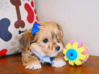 Haley Morkie 01