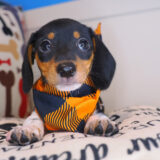 Hawkeye Dachshund 02