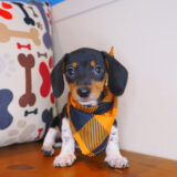 Hawkeye Dachshund 03