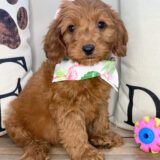 Heidi Miniature Goldendoodle 01