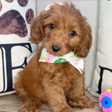 Heidi Miniature Goldendoodle 02