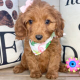 Heidi Miniature Goldendoodle 03