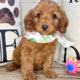 Heidi Miniature Goldendoodle 04