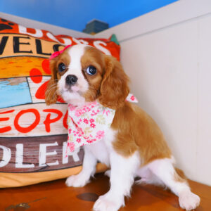 Isadora Cavalier king Charles Spaniel 01