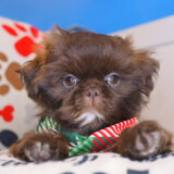 Ismo - Shih Tzu 01