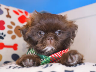 Ismo - Shih Tzu 01