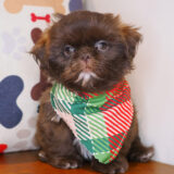 Ismo - Shih Tzu 02