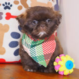 Ismo - Shih Tzu 03
