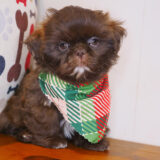 Ismo - Shih Tzu 04