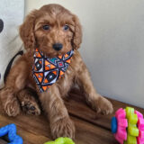 Jack Miniature Goldendoodle 02