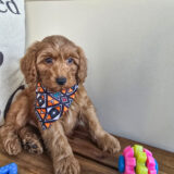 Jack Miniature Goldendoodle 03