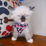 Jackson Ragdoll 01