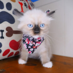 Jackson Ragdoll 01
