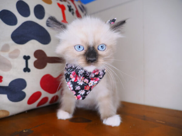 Jackson Ragdoll 01