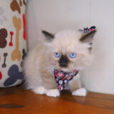 Jackson Ragdoll 02