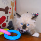 Jackson Ragdoll 03