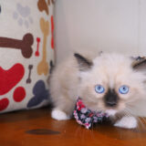 Jackson Ragdoll 04