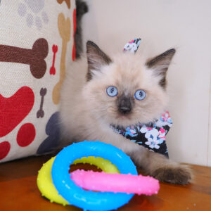Jerry Ragdoll 01