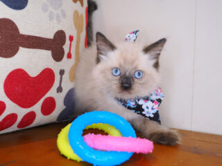 Jerry Ragdoll 01