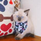 Jerry Ragdoll 03