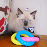Jerry Ragdoll 04