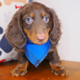 Jett Dachshund 01