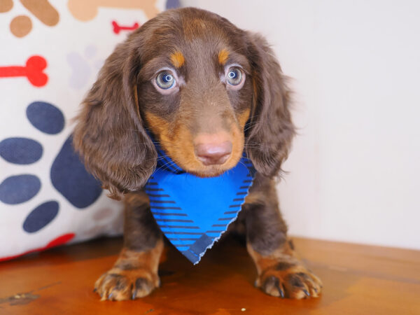 Jett Dachshund 01